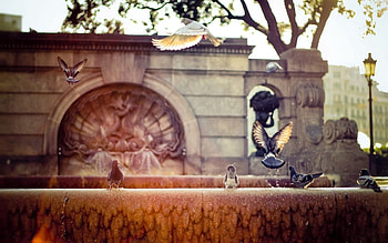 Animals, Pigeons, Fountain, Wings, Wave, Sweep HD wallpaper