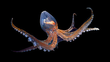 Glass octopus in the Atlantic Ocean off Cabo Verde, Animal, octopus HD wallpaper