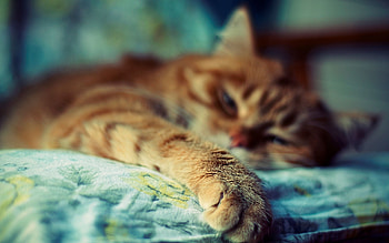 Animals, Cat, Striped, Sleep, Dream, Wool, Paw HD wallpaper
