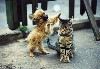 ATTACK MODE, puppy, cat, funny, attack HD wallpaper