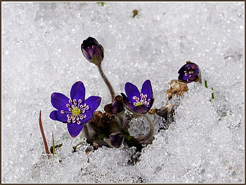 blue, spring, snow, flower HD wallpaper