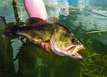 Pro Tips, Topwater Largemouth, Bass Lures, Water HD wallpaper
