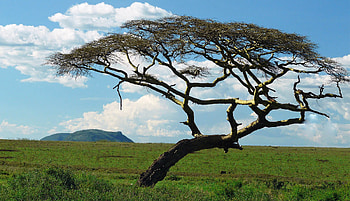 Acacia Tree, Acacia wood, Pros and cons, Nature's marvel HD wallpaper