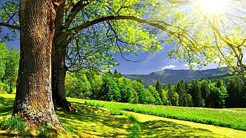 Forest 's Collections HD wallpaper