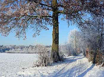 Nature, Winter, Trees, Sky, Road, Field, Frost, Hoarfrost, Shadows, Traces, Clear, I See, Arable Land HD wallpaper