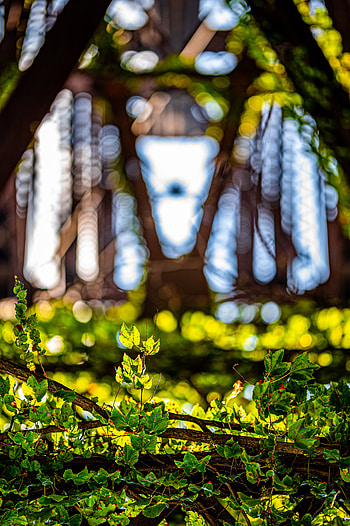 Plants, Leaves, Macro, Glare, Blur, Smooth, Branches HD phone wallpaper