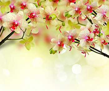 Orchids, orchid, flowers, spring, blossom HD wallpaper