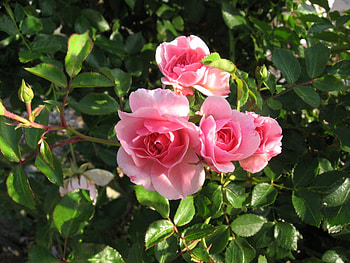 Roses, pink, nature, flowers HD wallpaper