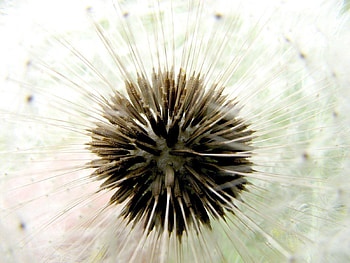 Macro, Bud, Dry, Dandelion, Fuzz, Fluff HD wallpaper