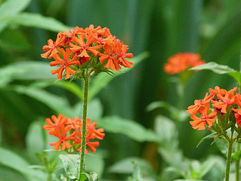 Flowers, Grass, Bright, Close-Up, Small HD wallpaper