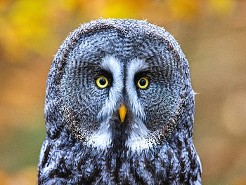 Animals, Owl, Bird, Eyes, Grey, Sight, Opinion HD wallpaper