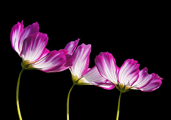 Pink white flowers, garden plants HD wallpaper