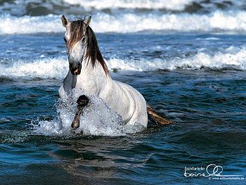 great excersise, horse, beauty HD wallpaper