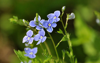 Flowers, Grass, Summer, Macro HD wallpaper