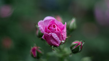 Rose, nature, tree, flower HD wallpaper