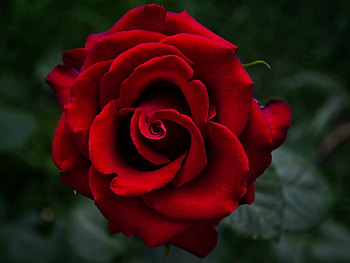 RED ROSE, FLOWER, ROSE, RED HD wallpaper