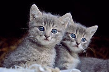 Cats, kitten, sweet, kitty, cute, cat, beautiful, paws, sleeping, beauty, cat face, pretty, animals, face, lovely, hat HD wallpaper