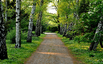 Calm and Sorrowful, springtime, road, forests, nature HD wallpaper