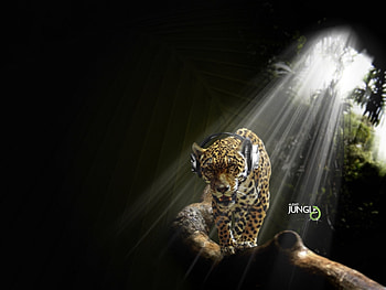 Funny, Music, Animals, Leopards HD wallpaper