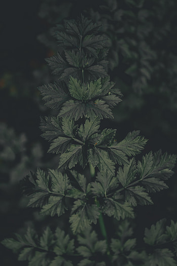 Leaves, Plant, Macro, Dark HD phone wallpaper