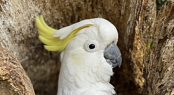 Cockatoo, Animals, Sulphur Crested, Auckland Zoo HD wallpaper
