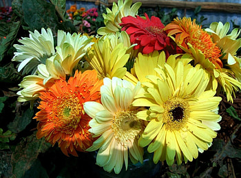 Flowers, Gerberas, Bright, Close-Up, Bouquet HD wallpaper