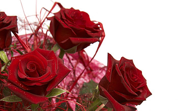 ❤, roses, red, red roses, beautiful, pure HD wallpaper