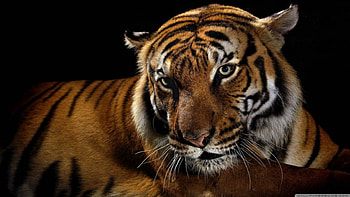 •Eyes•, majestic, tiger, big cat, eyes, , wild cat, wild, predators, wildlife, animals, nature HD wallpaper