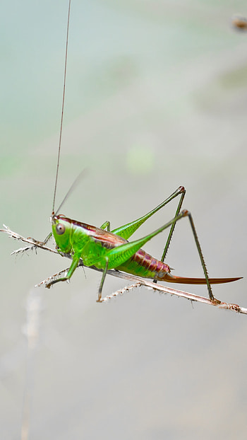 Animal, Grasshopper HD phone wallpaper