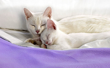 Animals, Cat, Kitty, Kitten, Lie, To Lie Down, Care, Bed, Material HD wallpaper