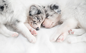 Puppies, animal, dog, ciri, puppy, australian shepherd, couple, caine, sleep HD wallpaper