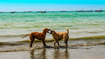 Animals, Dogs, Sky, Sea, Summer, Playful HD wallpaper