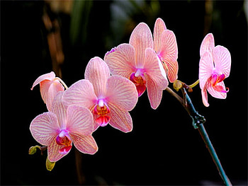 Orchid pink, pink, flowers, black background, orchids HD wallpaper