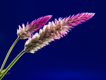 Flora Flowers Stock , flora, flowers, nature HD wallpaper