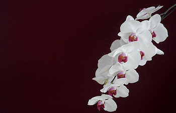Background, Minimalism, Branch, Orchid HD wallpaper