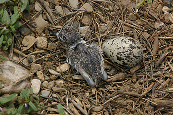 Baby Killdeer Number 2, Killdeer, Idaho, Babies, Nature, Wildlife HD wallpaper