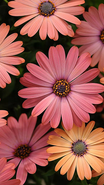 Beautiful Flowers, Floral Flowers HD phone wallpaper