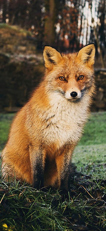 Fox, Majestic creature, Wild nature, Captivating eyes HD phone wallpaper
