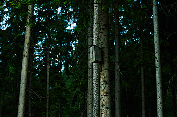 Nature, Wood, Forest, Tree, Birdhouse HD wallpaper