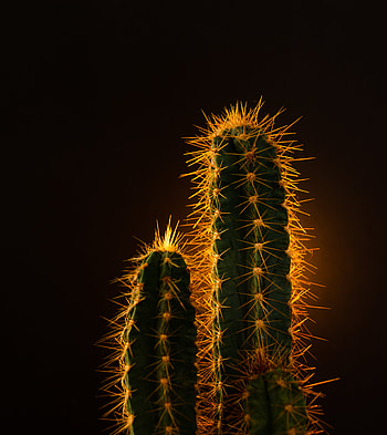 Nature, Needle, Plant, Cactus HD phone wallpaper