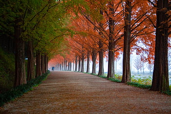 A tranquil outdoor walkway lined with vibrant autumn foliage, creating a peaceful and que autumn scene. HD wallpaper