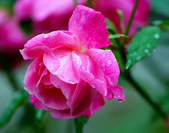 Stunning Pink Rose!, rose, pink, nature, flowers, stunning HD wallpaper