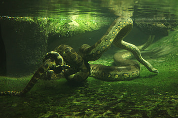 Anaconda, Nightmare fuel footage, Fisherman holding, Resurfaces HD wallpaper