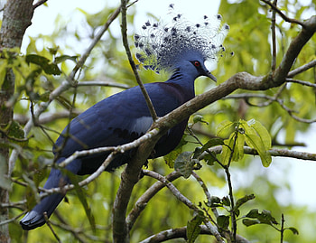 Goura Victoria, blue, branch, feather, victoria crowned pigeon, green, fan, tree HD wallpaper