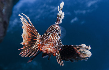 Animals, Lionfish, Lion Fish, Striped Lionfish, Zebra Fish, Zebrafish, Broadbarred Firefish HD wallpaper