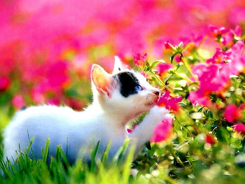 Kitty, cats, animals HD wallpaper