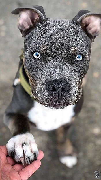 Pitbull Dog, Adorable HD phone wallpaper