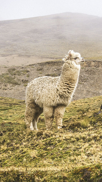 Alpaca , Mesmerizing design, Unique background, Stylish choice HD phone wallpaper