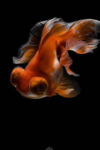 Gold Fish, Nature, Tsubaki office, Daily design HD phone wallpaper
