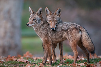 Couple, Coyote HD wallpaper